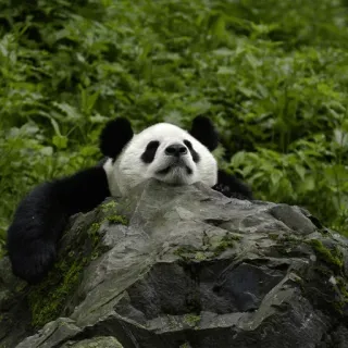 😶 panda, animal, urso, natureza, vida selvagem, mamífero, relaxante telegram sticker
