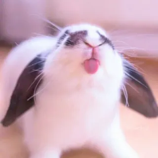 🐰 bunny, rabbit, animal, cute, tongue, pet whatsapp sticker