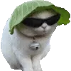 🐱