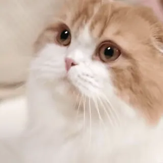 😿 แมว, สัตว์, สัตว์เลี้ยง, น่ารัก, ลูกแมว telegram sticker