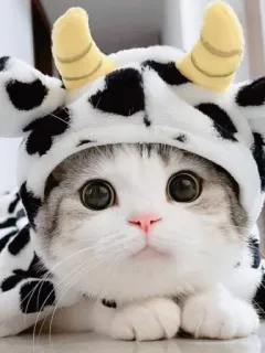 🐮 gato, vaca, animal, fofo, animal de estimação, gatinho, engraçado telegram sticker