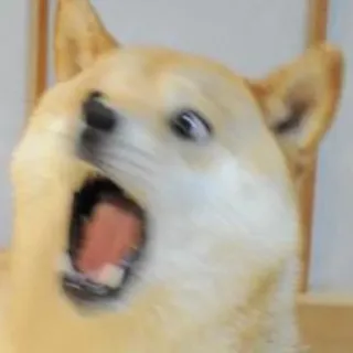 😱 Doge doge, chien, mème, shiba inu, drôle, animal, animal de compagnie whatsapp sticker