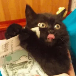 🐾 猫, 黒猫, 舐める, 舌, 可愛い, お金 telegram sticker