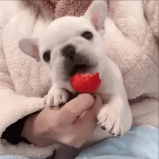 🌟 puppy, dog, animal, pet, cute, strawberry, food telegram sticker