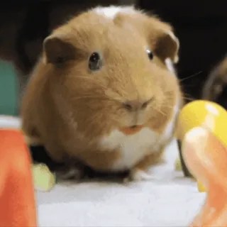 🐹 guinea pig, animal, rodent, pet, cute, food, vegetable telegram sticker