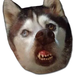 😖 dog, husky, animal, pet, portrait, cute telegram sticker