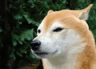 ☁ doge anjing, meme, binatang, shiba inu, meme internet, hewan peliharaan, lucu, imut telegram sticker