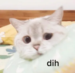 🥴 dih gatto, animale, carino, adesivo telegram sticker