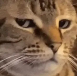😒 cat, animal, pet, meme telegram sticker