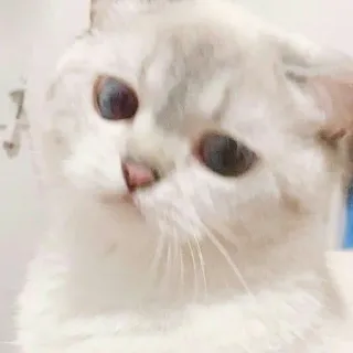 🐱 cat, animal, cute, pet, mammal, kitten whatsapp sticker
