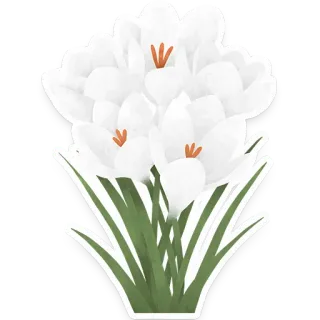 🌼 flowers, crocus, white, nature, plants telegram sticker