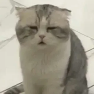 😒 gato, triste, animal, doméstico, lindo telegram sticker