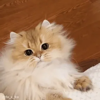🙂 @fix_x_fox gato, gatito, lindo, mascota, animal, esponjoso, gato persa whatsapp sticker