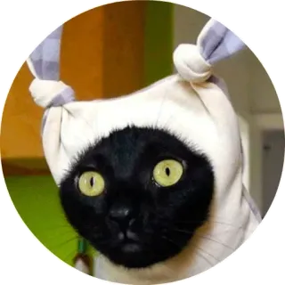 😇 chat, animal, animal de compagnie, mignon, chat noir telegram sticker