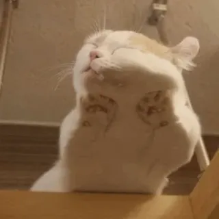 🐈 แมว, น่ารัก, ตลก, นอนหลับ, สัตว์, สัตว์เลี้ยง, ลูกแมว telegram sticker