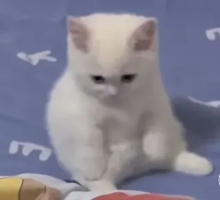 🤔 gato, dedo corazón, animal, gatito, ofensivo, gesto whatsapp sticker