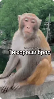 🚨НЕ ЖМИ 👉 @bibizyana_bratok telegram stickers