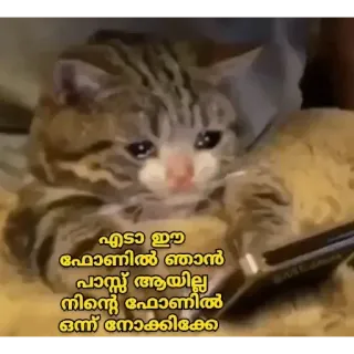 🥺 എടാ ഈ ഫോണിൽ ഞാൻ പാസ്സ് ആയില്ല നിന്റെ ഫോണിൽ ഒന്നു നോക്കിക്കേ cat, sad, crying, phone, meme telegram sticker