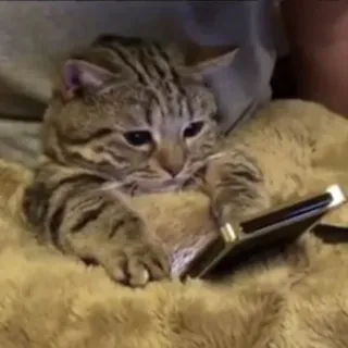 😶 chat, animal, animal de compagnie, téléphone, mignon, regarde telegram sticker