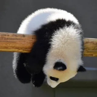Panda(@PinkyCherry) telegram stickers