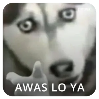 😡 AWAS LO YA cão, husky, aviso, ameaça telegram sticker