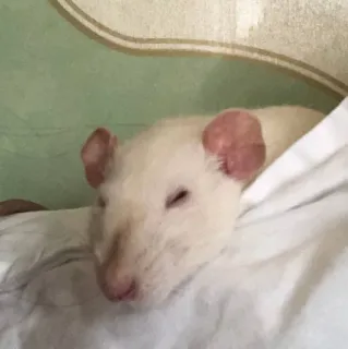😪 rat, animal, animal de compagnie, rongeur, rat blanc, mignon, rat domestique telegram sticker