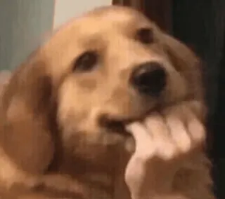 🌟 cão, golden retriever, fofo, animal, animal de estimação, pensando, mão, engraçado telegram sticker