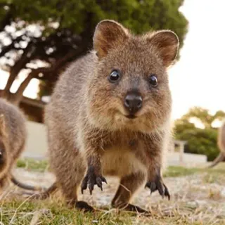 😳 Quokka, Torbacz, Zwierzę, Słodkie, Dzikie zwierzęta, Australia telegram sticker