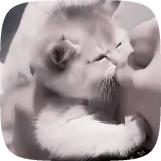 😘 gato, gatito, mascota, animal, lindo, doméstico whatsapp sticker
