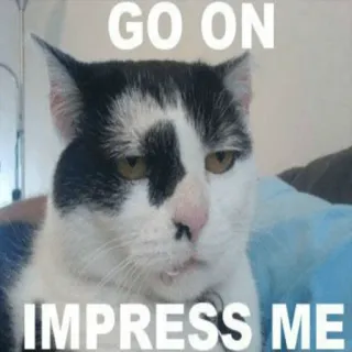 🙄 GO ON IMPRESS ME kucing, meme, lucu, binatang, hewan peliharaan telegram sticker
