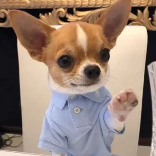 🤨 hond, chihuahua, dier, huisdier, puppy, portret, schattig, polo shirt telegram sticker