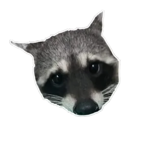 🐜 Waschbär, Tier, süß, Wildtier, Säugetier, Natur telegram sticker