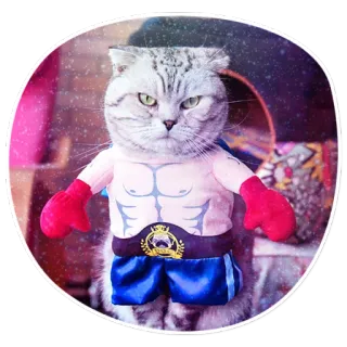😠 cat, boxing, boxer, pet, animal, cute telegram sticker