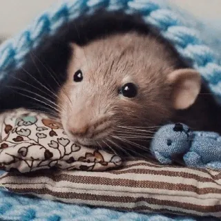 🐭 chuột, động vật, thú cưng, dễ thương, gặm nhấm, ấm cúng telegram sticker
