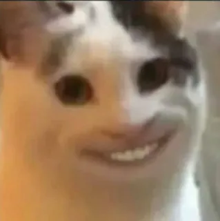 😁 猫, 脸, 表情包, 动物, 搞笑, 宠物 whatsapp sticker