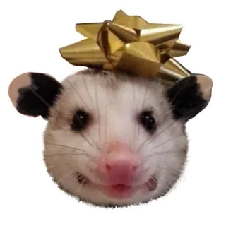 😝 opossum, beutelratte, tier, schleife, niedlich, geschenk, aufkleber whatsapp sticker