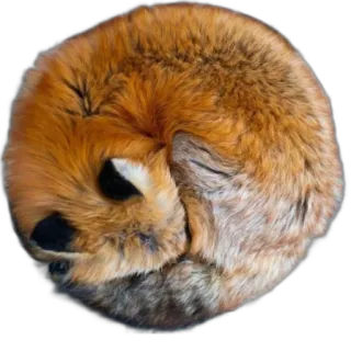 🎱 fox, animal, wildlife, mammal, red fox, nature, sleeping telegram sticker