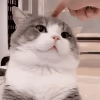 ☝️ cat, pet, animal, cute, domestic, feline, grey telegram sticker