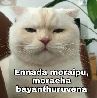 🤨 Ennada moraipu, moracha bayanthuruvena gato, meme, engraçado, fofo, animal telegram sticker