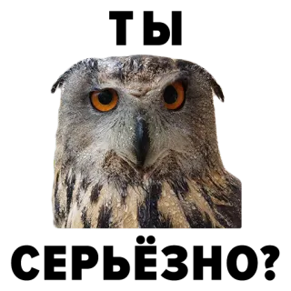 😐 Eule, Vogel, Tier, Wildtier, Natur, Augen, Federn telegram sticker