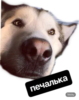 😥 печалька dog, husky, sadness, печалька whatsapp sticker
