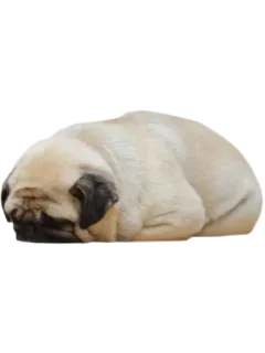 😢 หมา, ปั๊ก, นอนหลับ, สัตว์, สัตว์เลี้ยง telegram sticker
