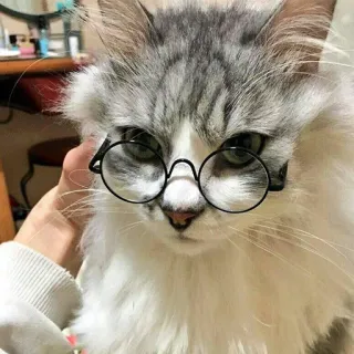 😑 gato, óculos, animal, animal de estimação, fofo, fofinho telegram sticker