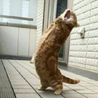 🐈 고양이, 동물, 하품, 애완 동물, 가축 telegram sticker