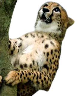 😂 cheetah, animal, wildlife, cat, spots, climbing, tree whatsapp sticker