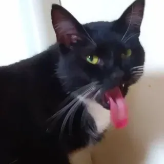 🤢 cat, tongue, black cat, pet, animal, feline telegram sticker