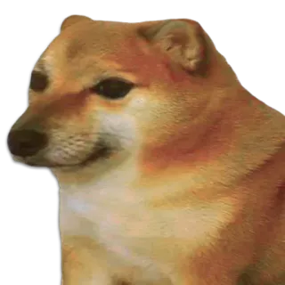 🐶 Doge หมา, มีม, ชิบะอินุ, สัตว์ whatsapp sticker
