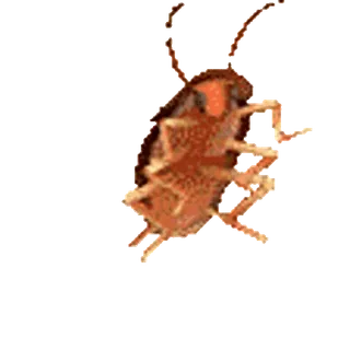 🙂 scarafaggio, insetto, insetto, parassita, animale, natura telegram sticker