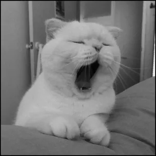 💮 gatto, sbadiglio, carino, animale domestico, animale, mammifero telegram sticker