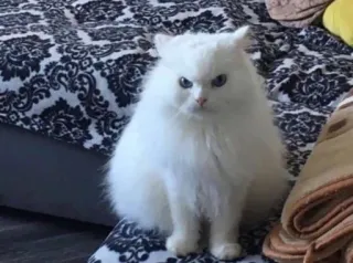 😺 gato, branco, fofo, animal, animal de estimação whatsapp sticker